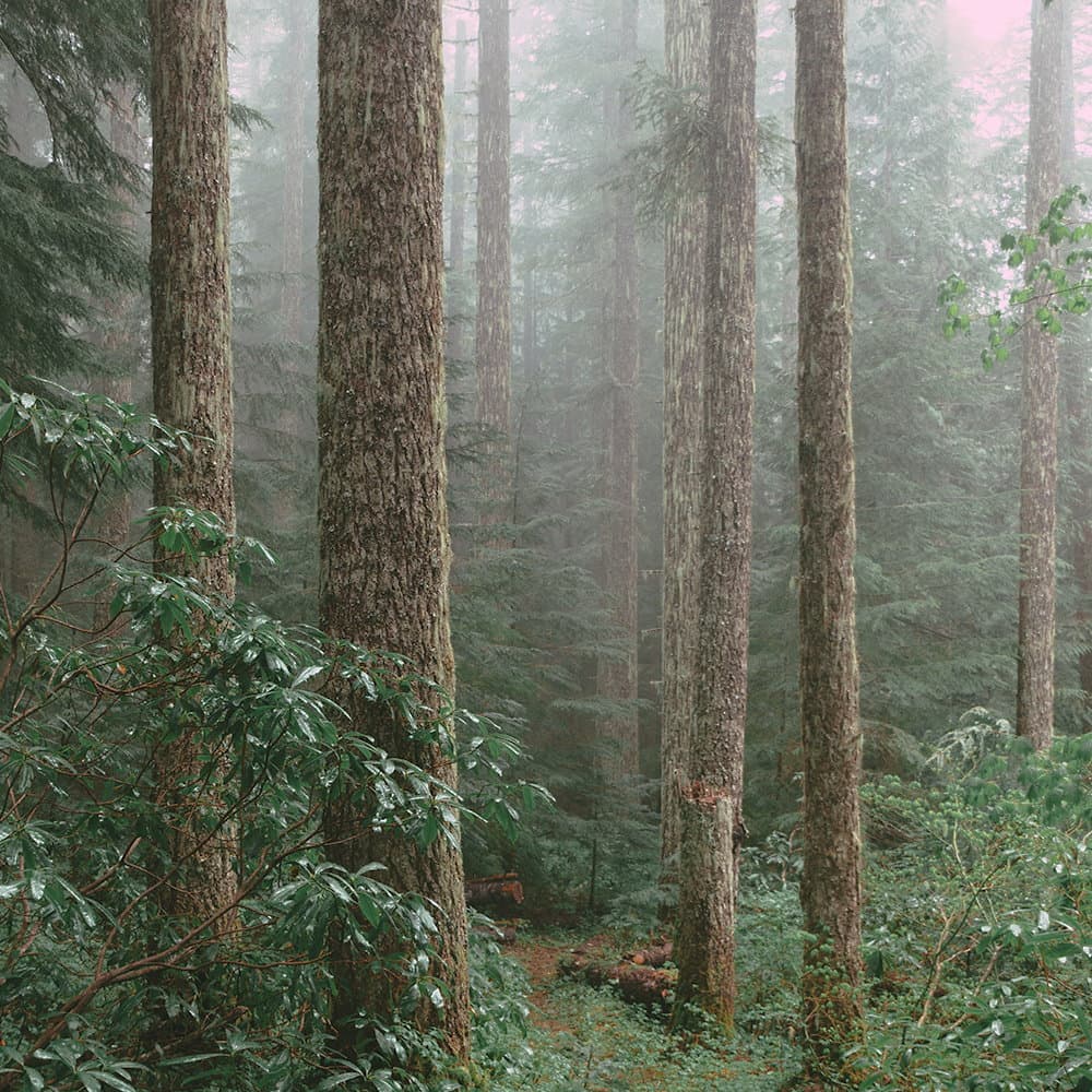 Always be Pure The forest is a symbol of healing wholesale