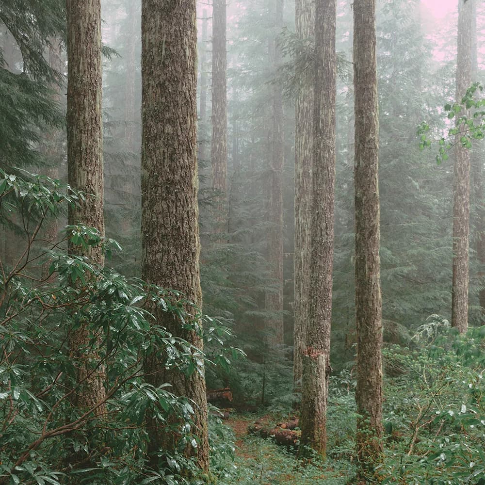 Always be Pure The forest is a symbol of healing wholesale