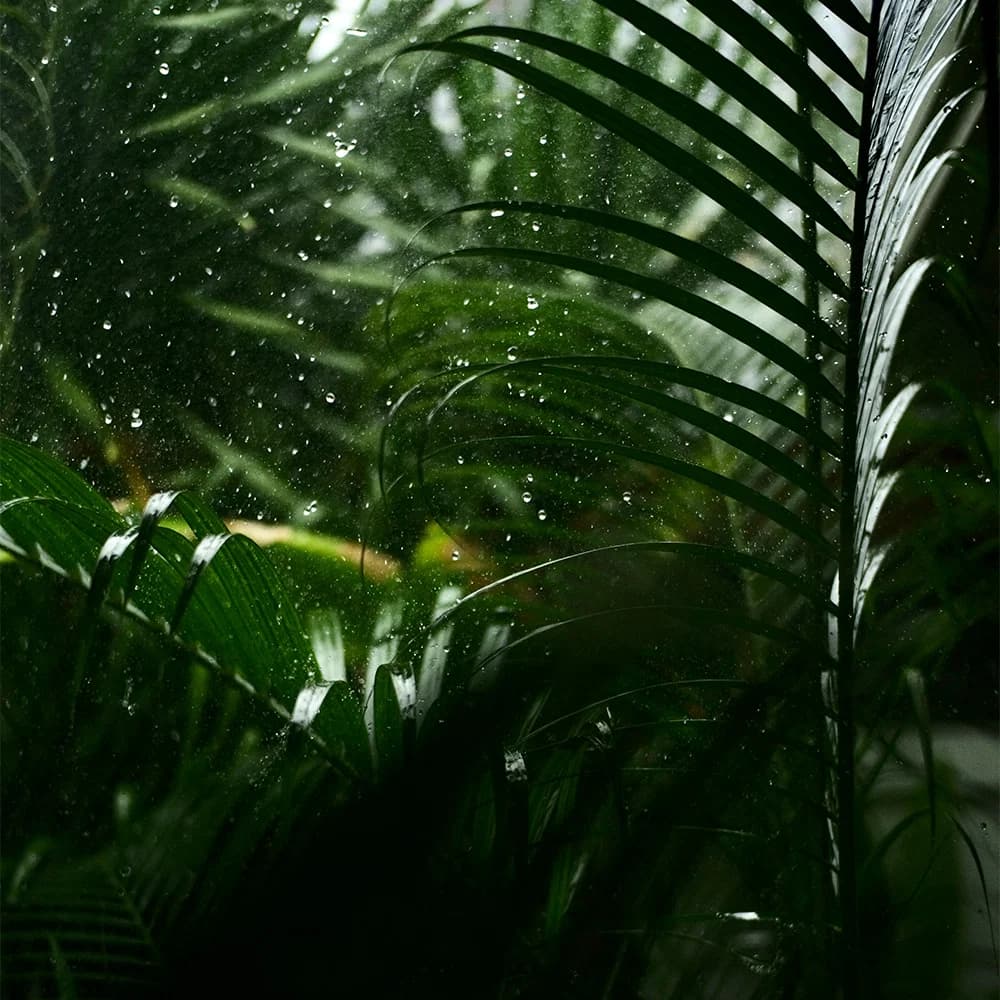 plenty plant We believe in Plant energy wholesale